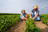 Father is teaching his son about cultivating chili. Chili plantation successfully sown. Farmers in agricultural field.