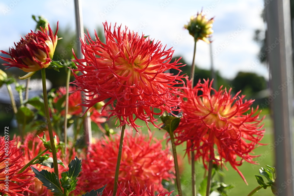 several red chrysanthemum blossoms several red chrysanthemum blossoms