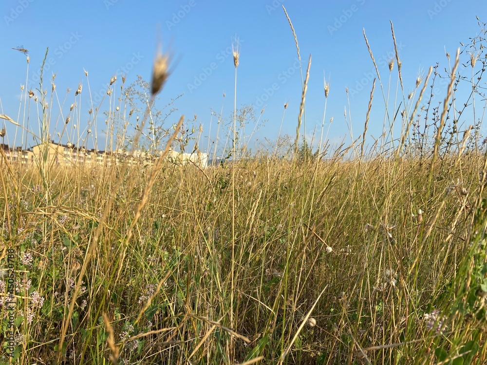 Obraz premium grass and sky