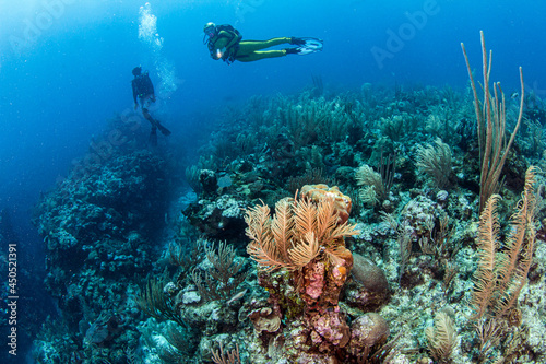 Reef Scuba Diving in Belize