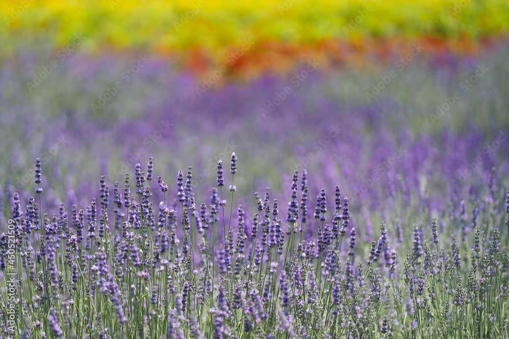 Naklejka premium ラベンダー