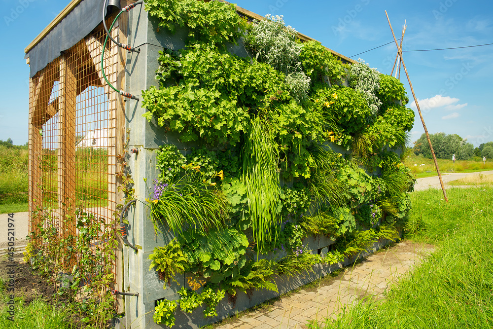Vertical garden. Green facade garden in full bloom for climate ...