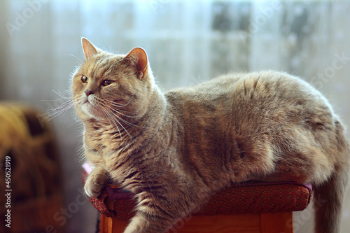 Scottish straight-eared cat watching straight ahead