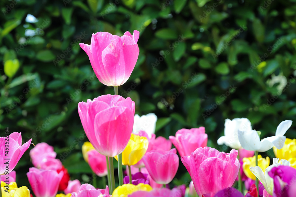 Colorful Tulip in Flower Garden