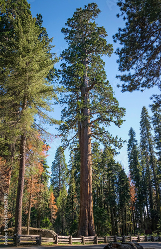 Sequoia Sentinel tree in Sequoia National Park  California