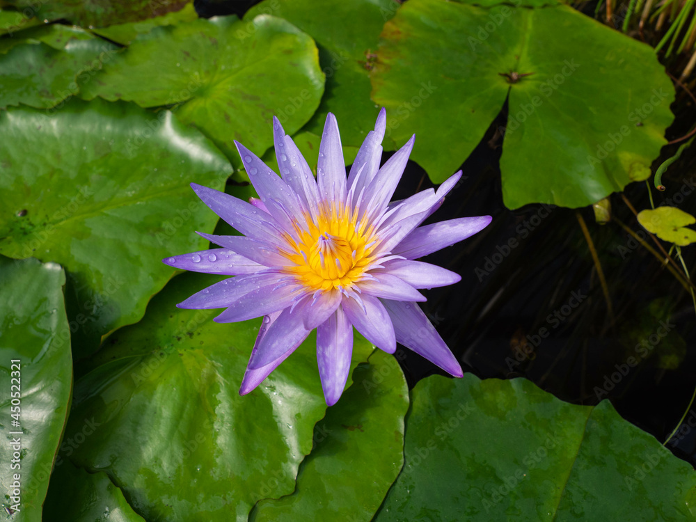 a single purple flower in close-up, in the water and surrounded by green leaves a single purple flower in close-up, in the water and surrounded by green leaves
