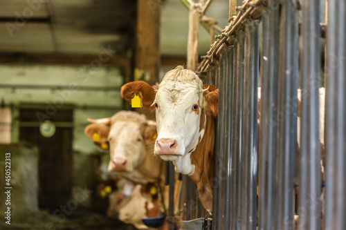 Portrait of german simmental cows in an indoor housing of animals