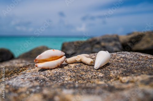 Sea scallops shell and coral on a beach stones with space for text, ocean on bacground. Maldives, july 2021. Crossroads Maldives.