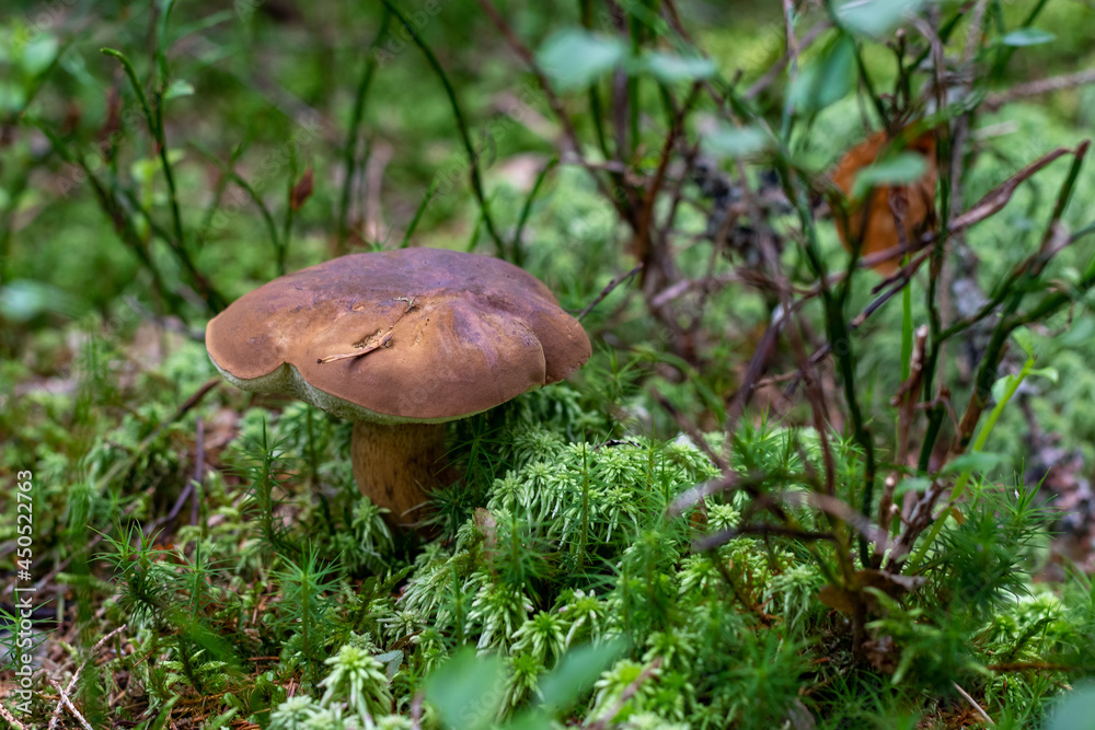 Steinpilz Steinpilz