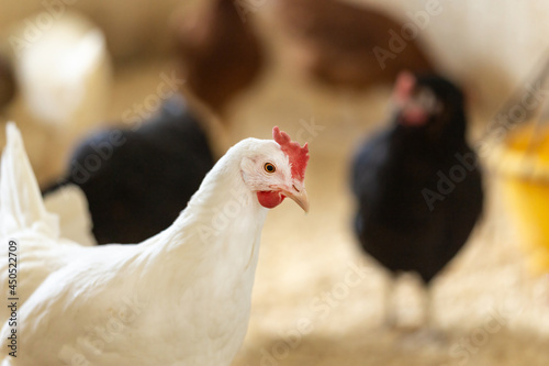 Portrait of chicken in a hen house