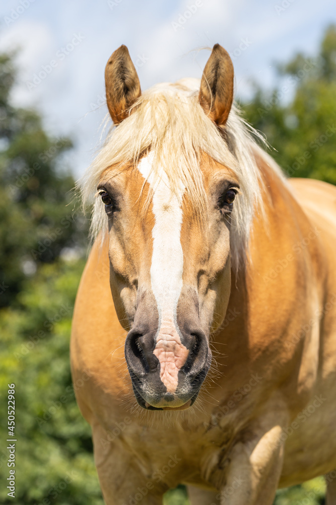 Fototapeta premium Portrait of a haflinger horse