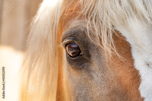 Close-up of the eye of a haflinger horse