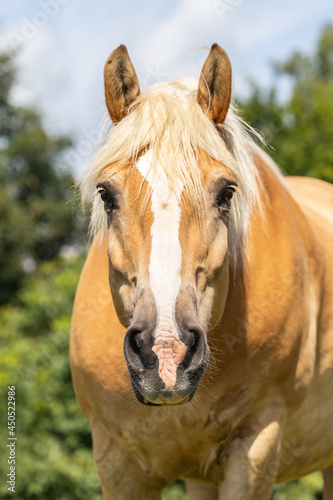 Portrait of a haflinger horse