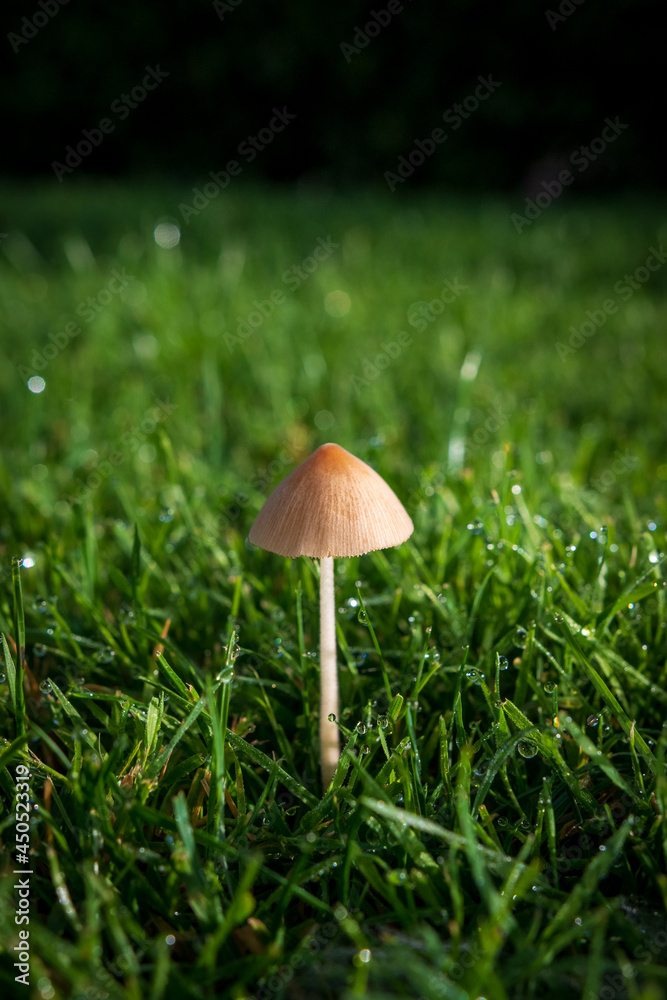 mushroom in the grass