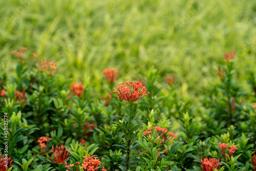 Flames of the woods flower against green background photo