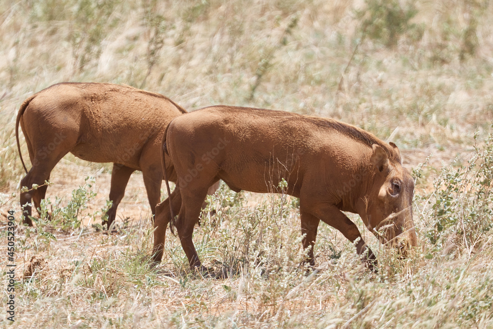 In the photo image Wild Hog In Kenya. Safari In the photo image Wild Hog In Kenya. Safari