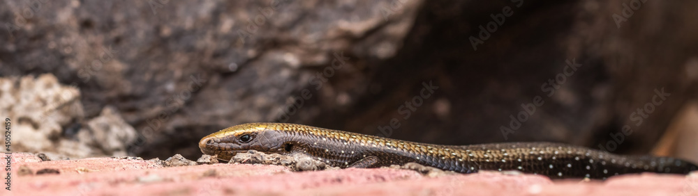 Fototapeta premium Golden Skink (La Gomera)