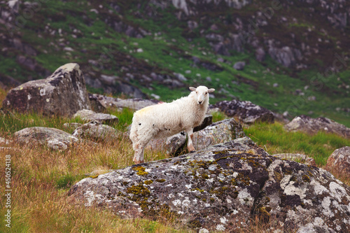 Lone sheep in the rain on a rock, at the foot of Tryfan, North Wales
