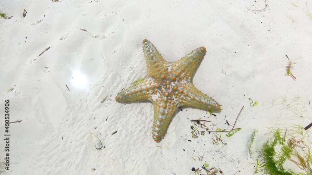 Starfish on the sandy bottom of the Indian Ocean Starfish on the sandy bottom of the Indian Ocean