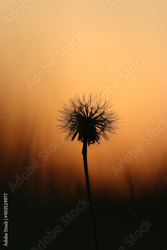 dandelion on sunset background