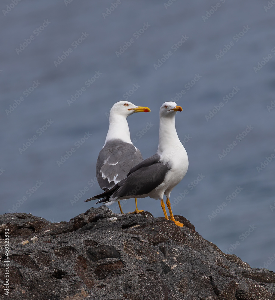 Yellow legged gull