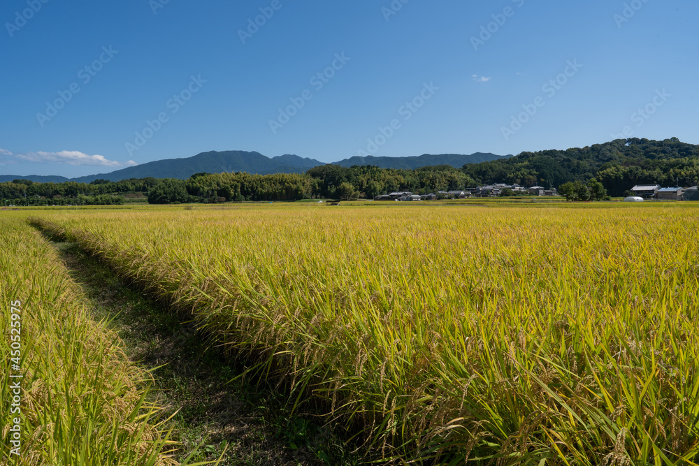 Fototapeta premium 稲