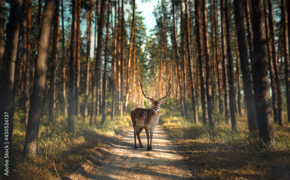 Fototapeta premium A deer stands on a sandy road in the forest. Fog and bright sky through coniferous trees in the park. Environmental protection