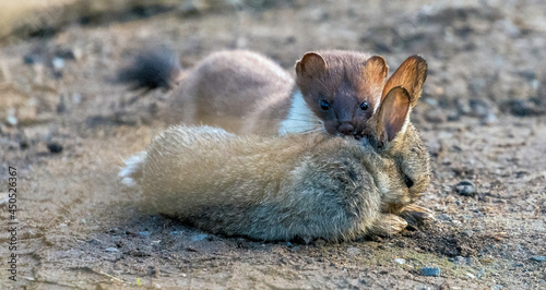 stoat hunting rabbit