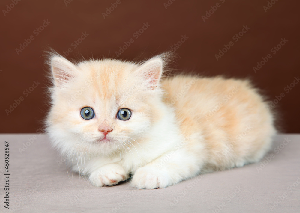 A small fluffy kitten with blue eyes.