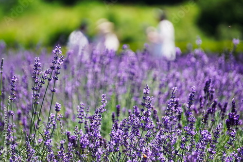 Lavender hunting crowded with people in early summer