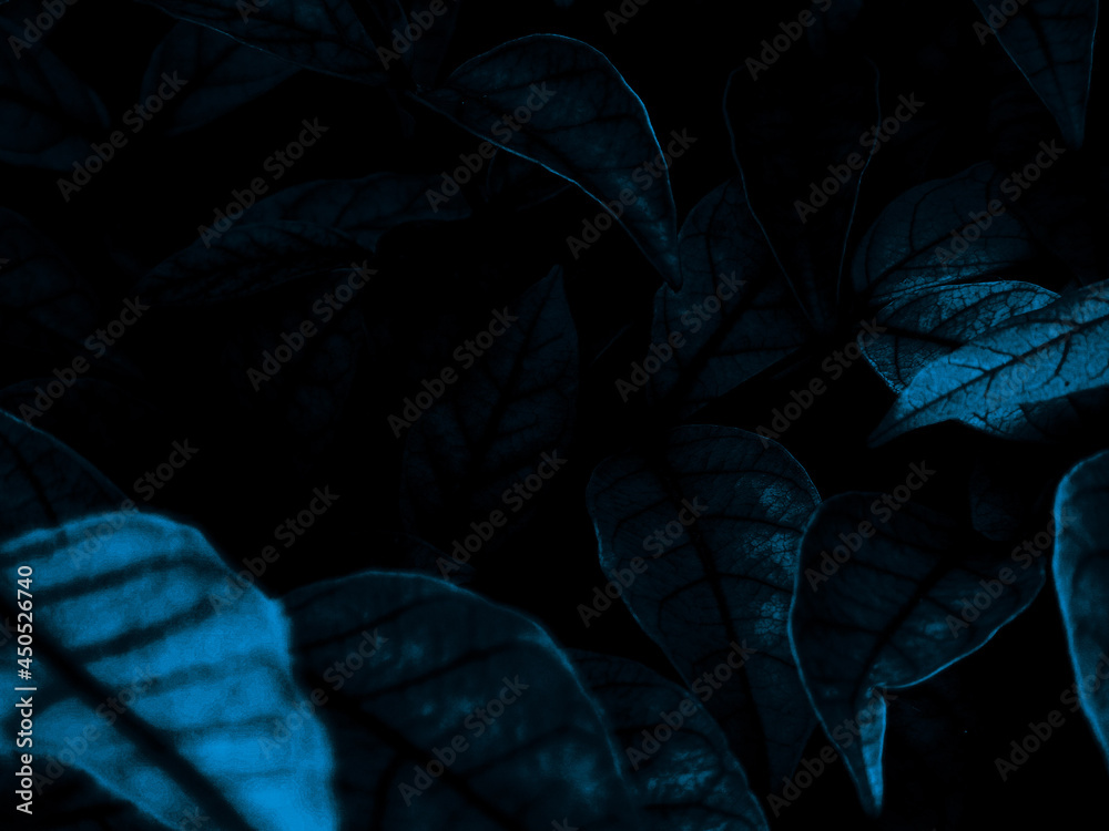 Beautiful abstract color black and blue flowers on black background, light purple flower frame, blue leaves texture, dark background, valentines day, love theme blue leaves texture Beautiful abstract color black and blue flowers on black background, light purple flower frame, blue leaves texture, dark background, valentines day, love theme blue leaves texture