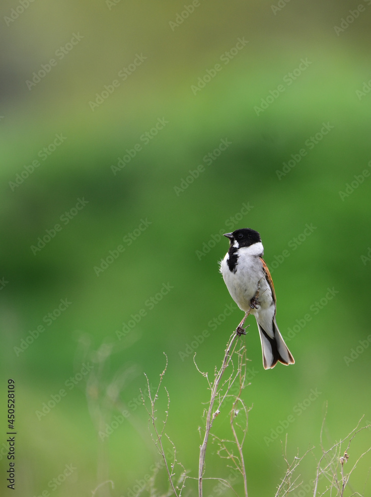 Obraz premium Potrzos na gałęzi przy stawie