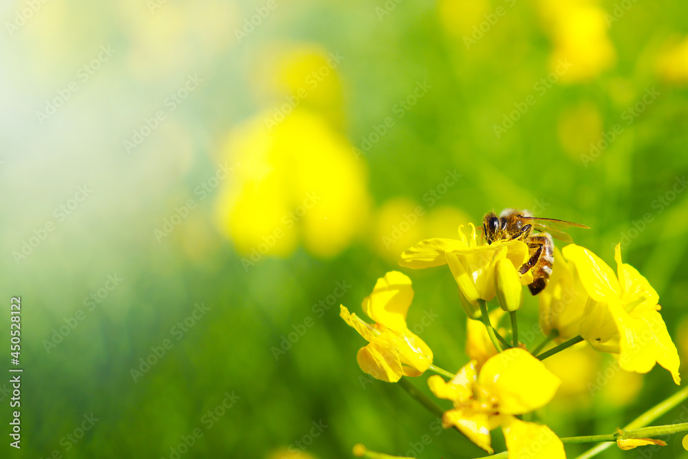 Honey bee collecting dust on yellow rapeseed flower, Bee flying from flower to flower, Nature Landscape Honey bee collecting dust on yellow rapeseed flower, Bee flying from flower to flower, Nature Landscape