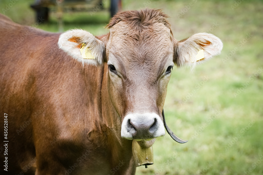 Rindviehhaltung im Allgäu - Braunvieh-Rind auf einer saftig-grünen Alm im Gebirge. Rindviehhaltung im Allgäu - Braunvieh-Rind auf einer saftig-grünen Alm im Gebirge.