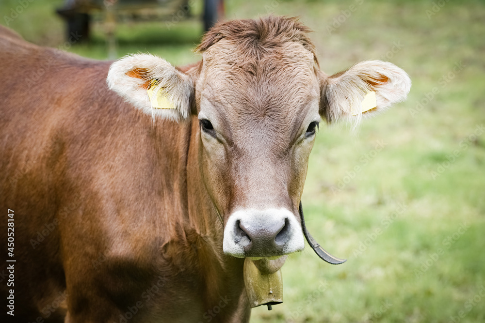 Rindviehhaltung im Allgäu - Braunvieh-Rind auf einer saftig-grünen Alm im Gebirge.