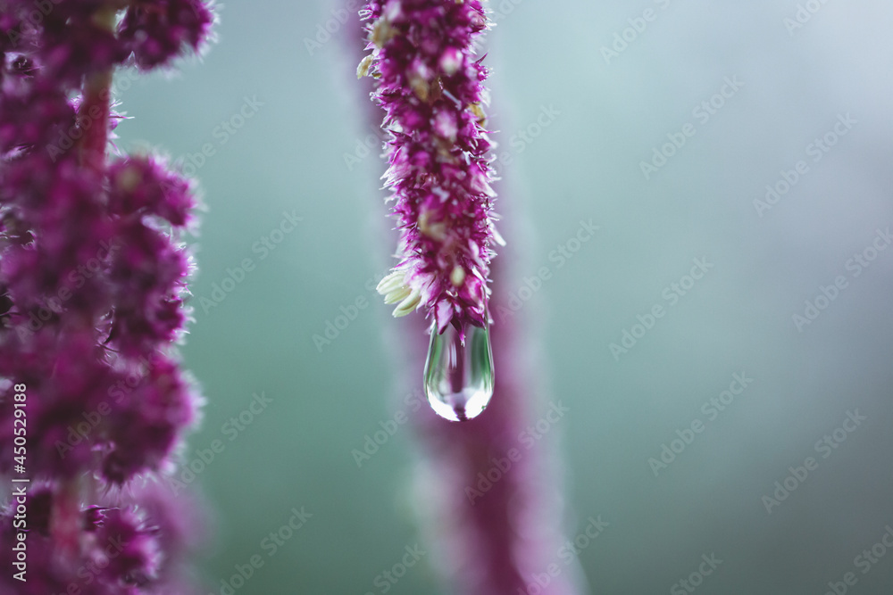 Vivid Amaranthus Caudatus flowers with water drop after rain. Also