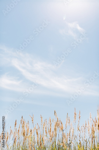 wheat field and blue sky