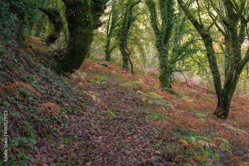 Autumnal shades in the leaves of the trees and in the ferns