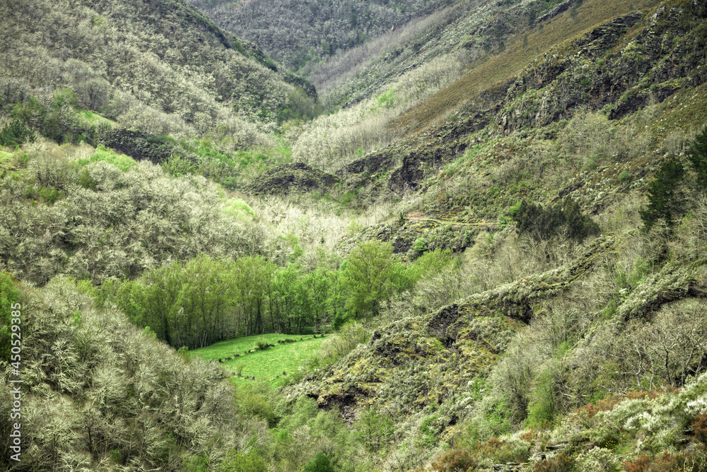 First green forests  at the end of a long winter