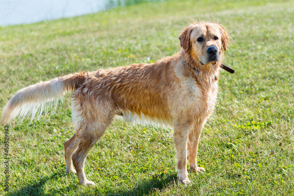 Wet Golden labrador dog staying near the water.happy Labrador retriever. Water is near.Closeup. Wet Golden labrador dog staying near the water.happy Labrador retriever. Water is near.Closeup.
