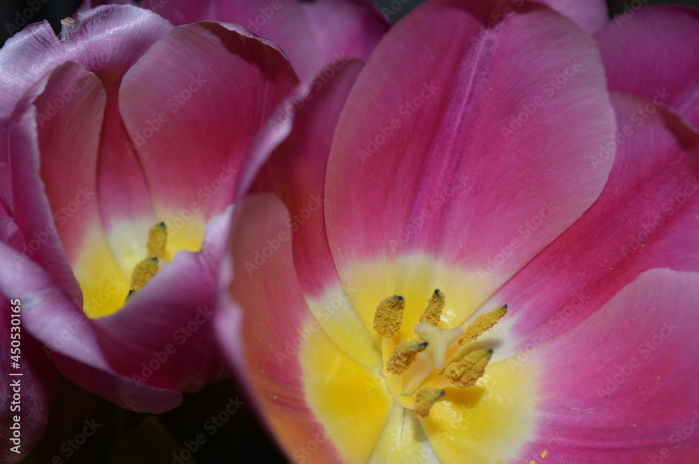 Open Bud of a pink Tulip flower close-up.