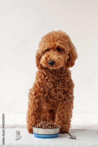 On the table is a bowl of dog food next to a knife and fork at the table is a miniature poodle red brown