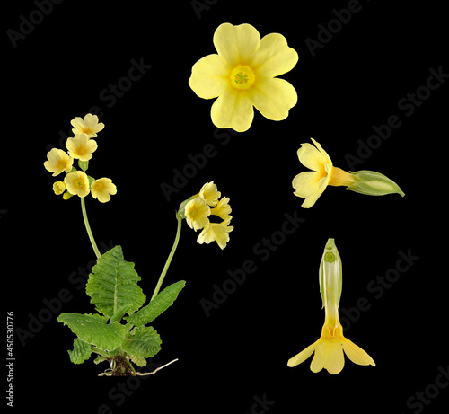 Hohe Schlüsselblume (Primula elatior), Pflanze, Blüte, Blatt, Bildtafel, Deutschland photo