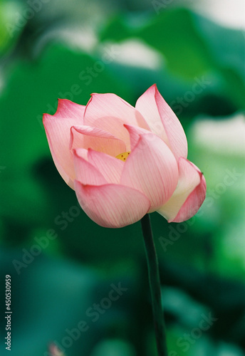 Fototapeta Naklejka Na Ścianę i Meble -  lotus flower
