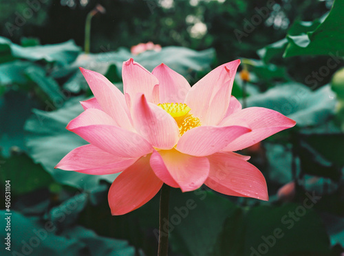 lotus flower