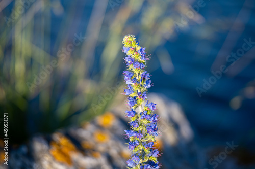 A bumblebee on a purple flower. Gray stones and blue ocean water in the background