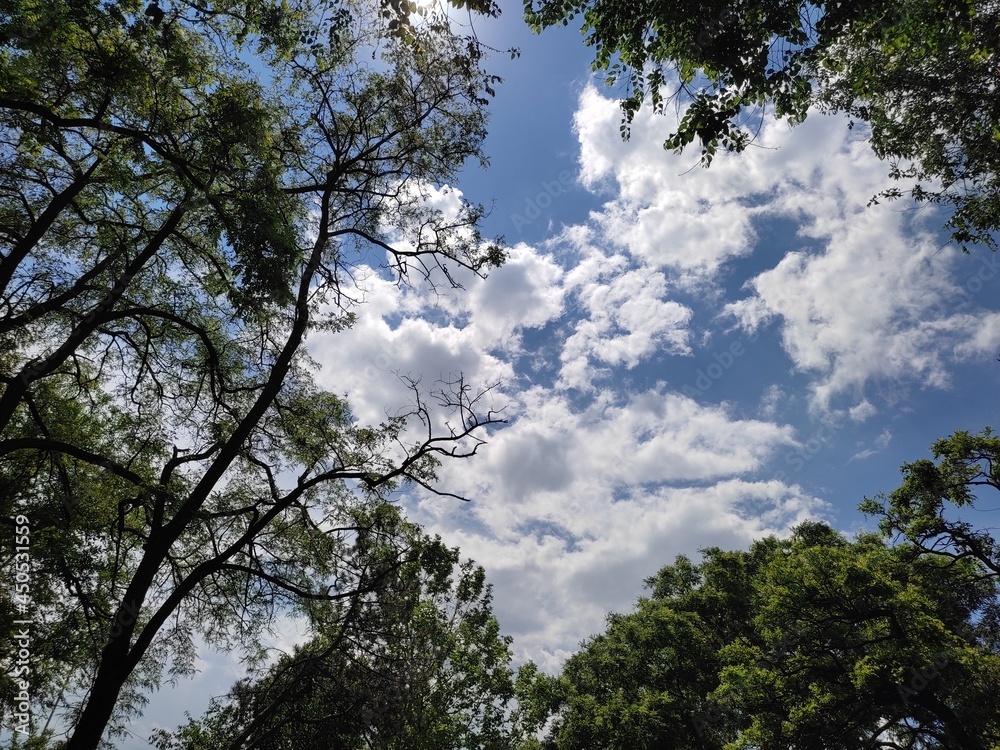 Obraz premium trees and sky