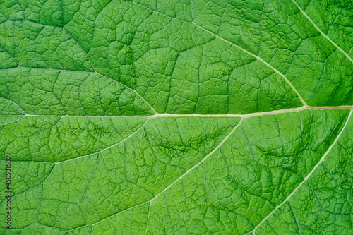 horizontal green leaf texture for pattern and background