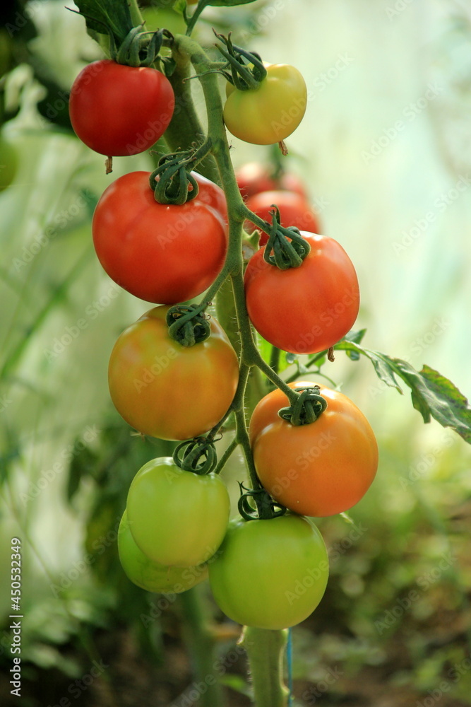 Beautiful red ripe tomatoes grown in a greenhouse. Fresh ripe red tomatoes plant growth in organic greenhouse