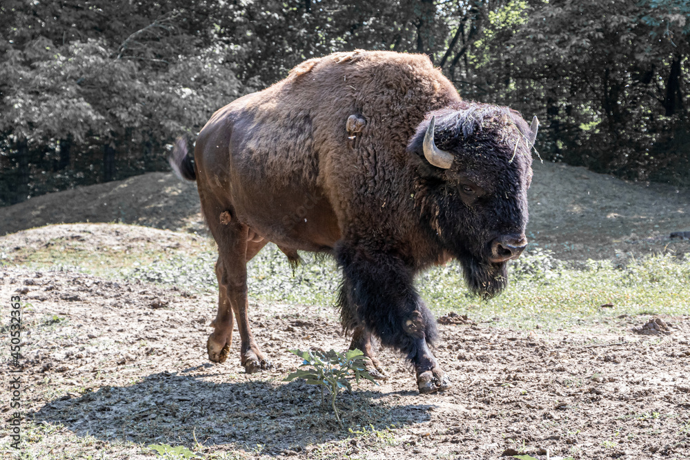 American bison walking and looking for food American bison walking and looking for food